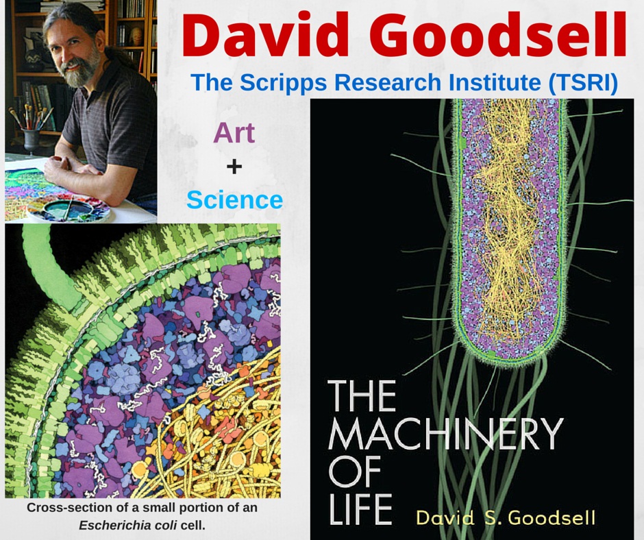 The Goodsell Lab The Scripps Research Institute Molecular Art