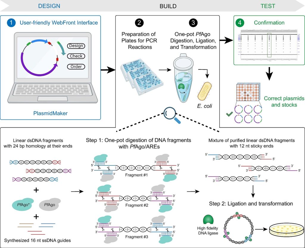 PlasmidMaker Is A Versatile, Automated, And High Throughput End-to-end ...