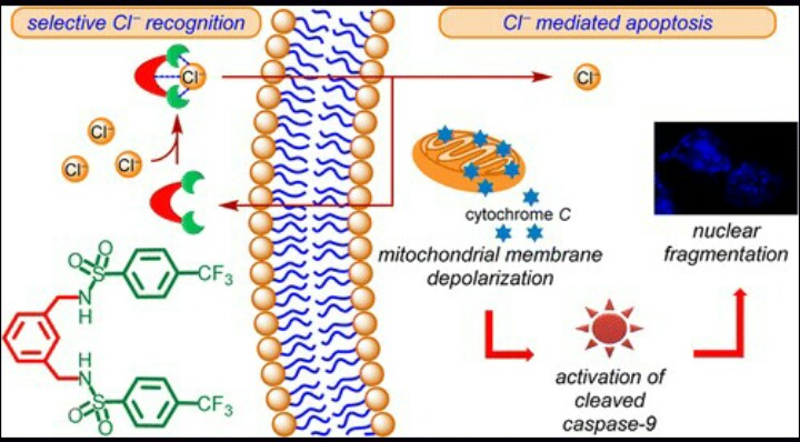 Iiser Pune Researchers Bring In Chloride Ions In A New Way To Kill Cancer Cells Jaivikshastram