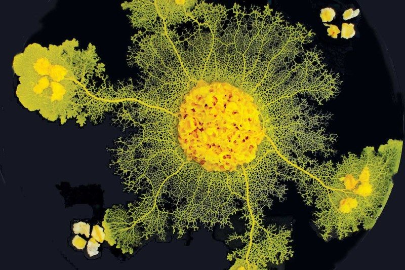 Smart but dumb: probing the mysteries of brainless intelligence ...